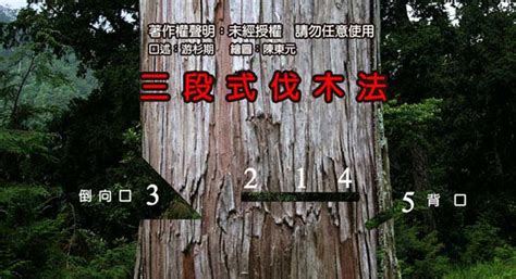 砍樹注意事項|圖解：大元山林場伐木規則與方法